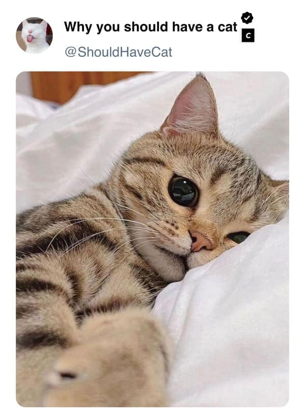 cat memes, pet memes, feline humor, cat ownership memes, Kitty comedy, purr-fect memes, whisker-filled humor