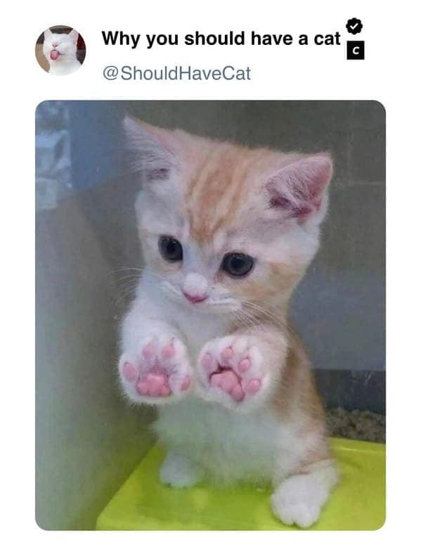 cat memes, pet memes, feline humor, cat ownership memes, Kitty comedy, purr-fect memes, whisker-filled humor