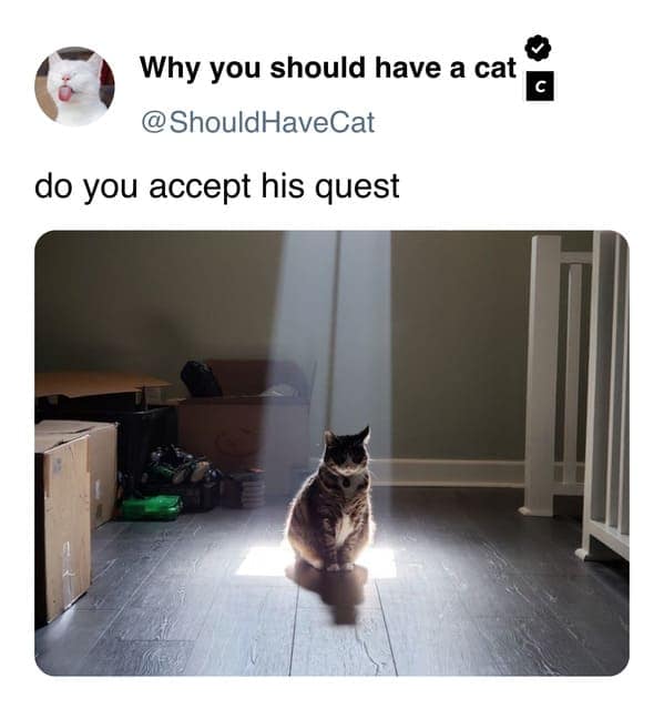 cat memes, pet memes, feline humor, cat ownership memes, Kitty comedy, purr-fect memes, whisker-filled humor