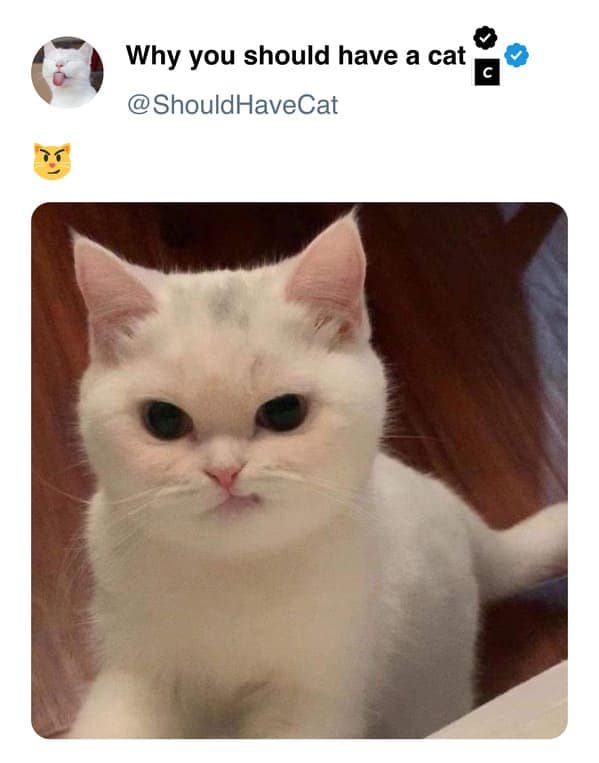 cat memes, pet memes, feline humor, cat ownership memes, Kitty comedy, purr-fect memes, whisker-filled humor