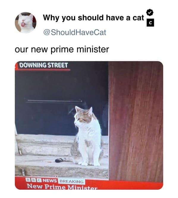 cat memes, pet memes, feline humor, cat ownership memes, Kitty comedy, purr-fect memes, whisker-filled humor