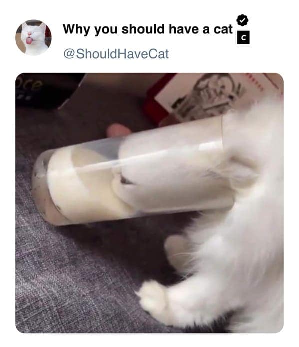 cat memes, pet memes, feline humor, cat ownership memes, Kitty comedy, purr-fect memes, whisker-filled humor