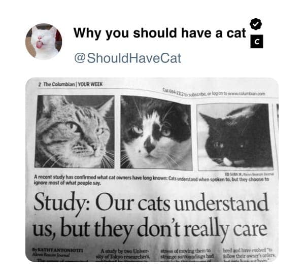 cat memes, pet memes, feline humor, cat ownership memes, Kitty comedy, purr-fect memes, whisker-filled humor