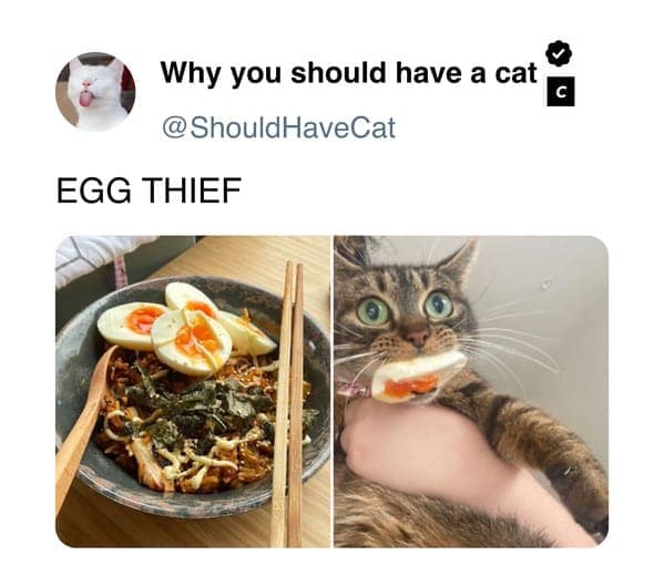 cat memes, pet memes, feline humor, cat ownership memes, Kitty comedy, purr-fect memes, whisker-filled humor