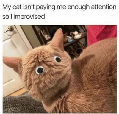 cat memes, orange cat memes, Ginger Cat Memes, Funny Cat Memes, Grumpy Cat Memes, Orange Tabby Memes, Garfield the Cat Memes, Feline Oddball Memes