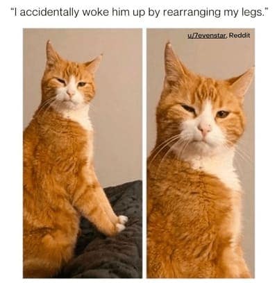 cat memes, orange cat memes, Ginger Cat Memes, Funny Cat Memes, Grumpy Cat Memes, Orange Tabby Memes, Garfield the Cat Memes, Feline Oddball Memes