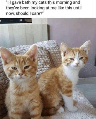 cat memes, orange cat memes, Ginger Cat Memes, Funny Cat Memes, Grumpy Cat Memes, Orange Tabby Memes, Garfield the Cat Memes, Feline Oddball Memes