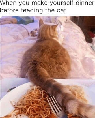 cat memes, orange cat memes, Ginger Cat Memes, Funny Cat Memes, Grumpy Cat Memes, Orange Tabby Memes, Garfield the Cat Memes, Feline Oddball Memes