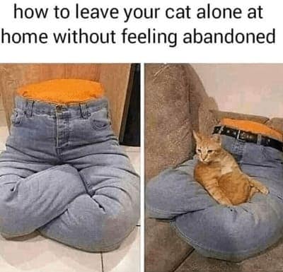 cat memes, orange cat memes, Ginger Cat Memes, Funny Cat Memes, Grumpy Cat Memes, Orange Tabby Memes, Garfield the Cat Memes, Feline Oddball Memes