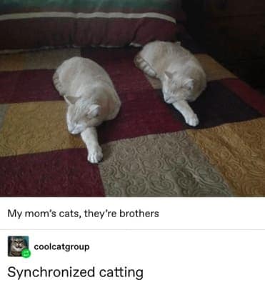 cat memes, orange cat memes, Ginger Cat Memes, Funny Cat Memes, Grumpy Cat Memes, Orange Tabby Memes, Garfield the Cat Memes, Feline Oddball Memes