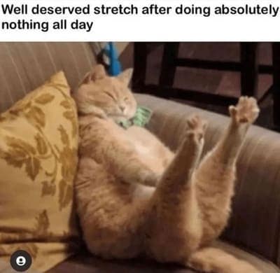 cat memes, orange cat memes, Ginger Cat Memes, Funny Cat Memes, Grumpy Cat Memes, Orange Tabby Memes, Garfield the Cat Memes, Feline Oddball Memes