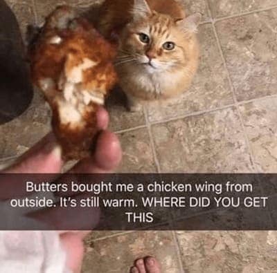 cat memes, orange cat memes, Ginger Cat Memes, Funny Cat Memes, Grumpy Cat Memes, Orange Tabby Memes, Garfield the Cat Memes, Feline Oddball Memes