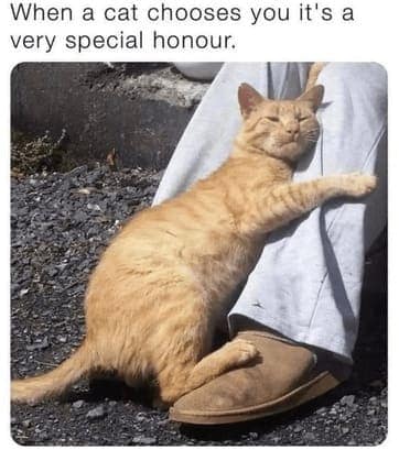 cat memes, orange cat memes, Ginger Cat Memes, Funny Cat Memes, Grumpy Cat Memes, Orange Tabby Memes, Garfield the Cat Memes, Feline Oddball Memes