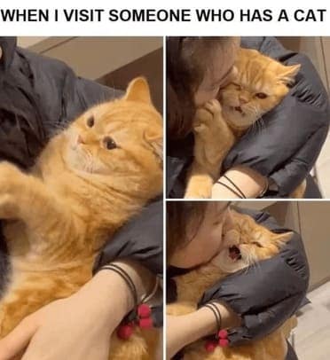 cat memes, orange cat memes, Ginger Cat Memes, Funny Cat Memes, Grumpy Cat Memes, Orange Tabby Memes, Garfield the Cat Memes, Feline Oddball Memes