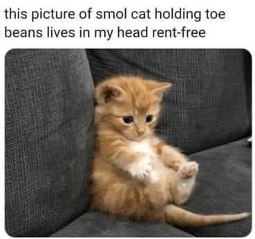 cat memes, orange cat memes, Ginger Cat Memes, Funny Cat Memes, Grumpy Cat Memes, Orange Tabby Memes, Garfield the Cat Memes, Feline Oddball Memes
