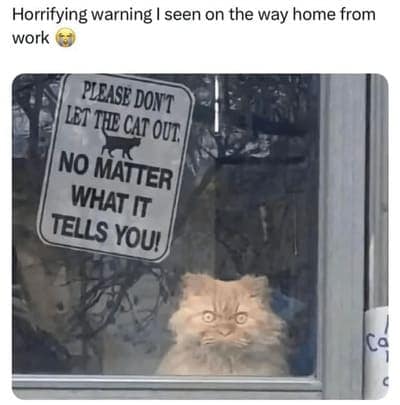 cat memes, orange cat memes, Ginger Cat Memes, Funny Cat Memes, Grumpy Cat Memes, Orange Tabby Memes, Garfield the Cat Memes, Feline Oddball Memes