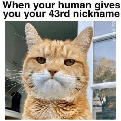 cat memes, orange cat memes, Ginger Cat Memes, Funny Cat Memes, Grumpy Cat Memes, Orange Tabby Memes, Garfield the Cat Memes, Feline Oddball Memes