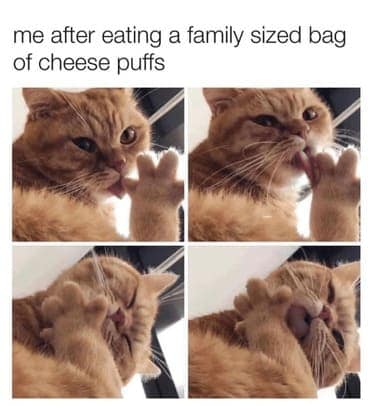 cat memes, orange cat memes, Ginger Cat Memes, Funny Cat Memes, Grumpy Cat Memes, Orange Tabby Memes, Garfield the Cat Memes, Feline Oddball Memes