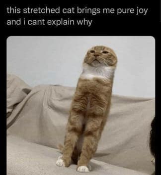 cat memes, orange cat memes, Ginger Cat Memes, Funny Cat Memes, Grumpy Cat Memes, Orange Tabby Memes, Garfield the Cat Memes, Feline Oddball Memes