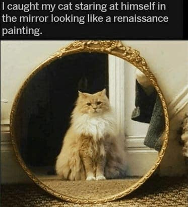 cat memes, orange cat memes, Ginger Cat Memes, Funny Cat Memes, Grumpy Cat Memes, Orange Tabby Memes, Garfield the Cat Memes, Feline Oddball Memes