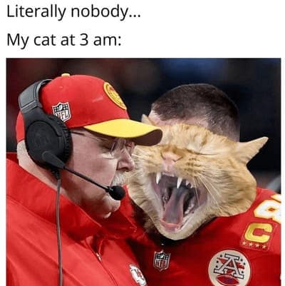 cat memes, orange cat memes, Ginger Cat Memes, Funny Cat Memes, Grumpy Cat Memes, Orange Tabby Memes, Garfield the Cat Memes, Feline Oddball Memes