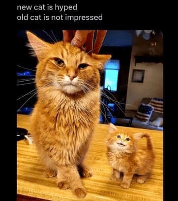 cat memes, orange cat memes, Ginger Cat Memes, Funny Cat Memes, Grumpy Cat Memes, Orange Tabby Memes, Garfield the Cat Memes, Feline Oddball Memes