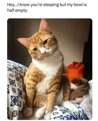 cat memes, orange cat memes, Ginger Cat Memes, Funny Cat Memes, Grumpy Cat Memes, Orange Tabby Memes, Garfield the Cat Memes, Feline Oddball Memes