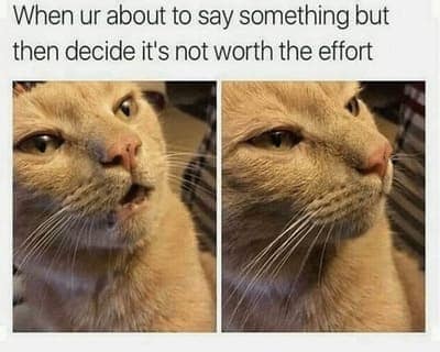 cat memes, orange cat memes, Ginger Cat Memes, Funny Cat Memes, Grumpy Cat Memes, Orange Tabby Memes, Garfield the Cat Memes, Feline Oddball Memes