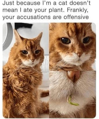 cat memes, orange cat memes, Ginger Cat Memes, Funny Cat Memes, Grumpy Cat Memes, Orange Tabby Memes, Garfield the Cat Memes, Feline Oddball Memes