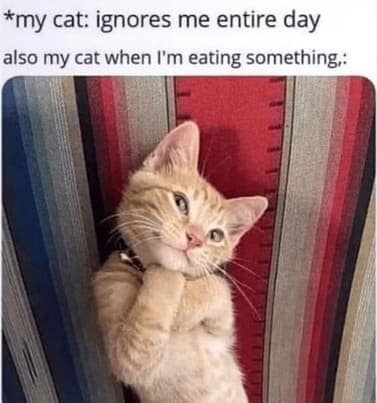cat memes, orange cat memes, Ginger Cat Memes, Funny Cat Memes, Grumpy Cat Memes, Orange Tabby Memes, Garfield the Cat Memes, Feline Oddball Memes