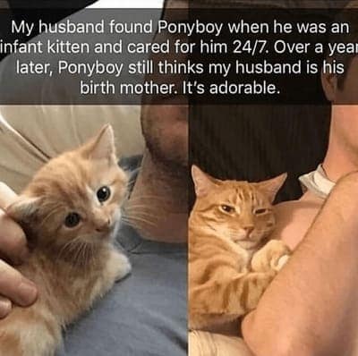cat memes, orange cat memes, Ginger Cat Memes, Funny Cat Memes, Grumpy Cat Memes, Orange Tabby Memes, Garfield the Cat Memes, Feline Oddball Memes