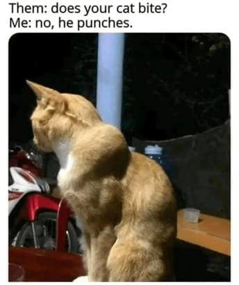 cat memes, orange cat memes, Ginger Cat Memes, Funny Cat Memes, Grumpy Cat Memes, Orange Tabby Memes, Garfield the Cat Memes, Feline Oddball Memes