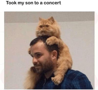 cat memes, orange cat memes, Ginger Cat Memes, Funny Cat Memes, Grumpy Cat Memes, Orange Tabby Memes, Garfield the Cat Memes, Feline Oddball Memes