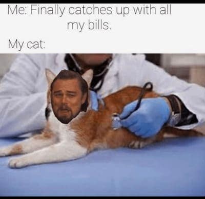 cat memes, orange cat memes, Ginger Cat Memes, Funny Cat Memes, Grumpy Cat Memes, Orange Tabby Memes, Garfield the Cat Memes, Feline Oddball Memes