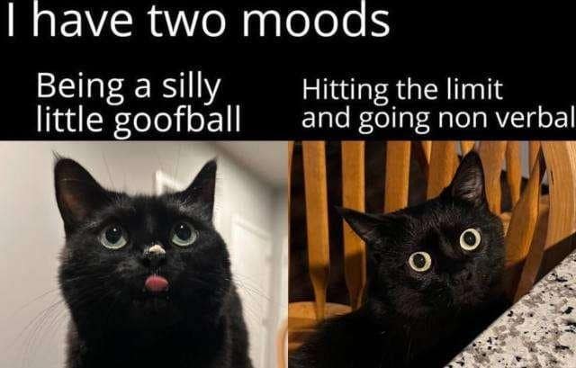 classic memes, vintage memes, best memes, old memes, viral memes, internet culture, meme nostalgia, iconic memes, timeless humor, meme throwbacks