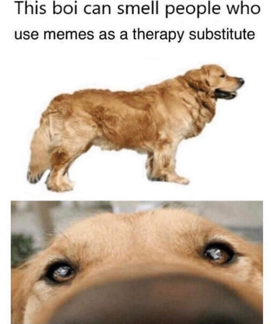 classic memes, vintage memes, old memes, best memes, Viral Gems, Internet Nostalgia, Modern Era Memes, Iconic Internet Memes, Timeless Digital Humor, Memetic