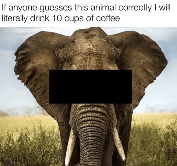 coffee memes, coffee meme, funny coffee quotes, Hilarious Coffee Sayings, Witty Coffee Puns