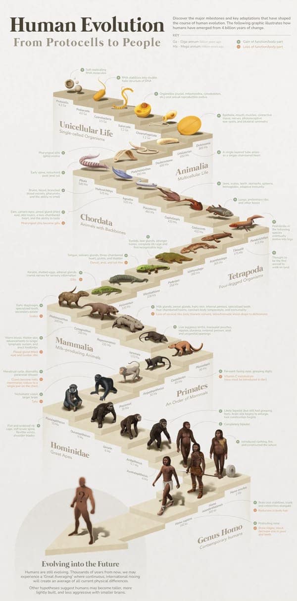 Human Evolution From Protocells to People