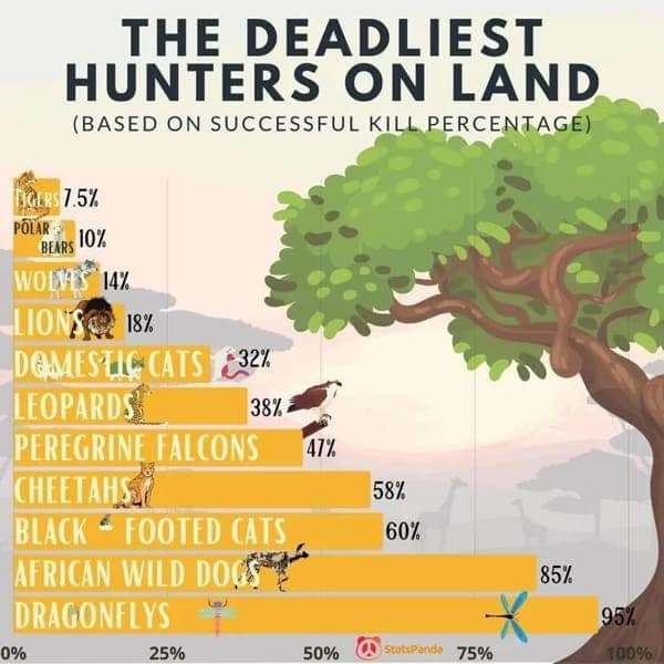 THE DEADLIEST HUNTERS ON LAND