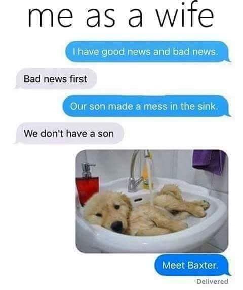 dog memes, doggo memes, funny dog memes, hilarious dog memes, best dog memes, canine memes, pup memes, amusing dog memes