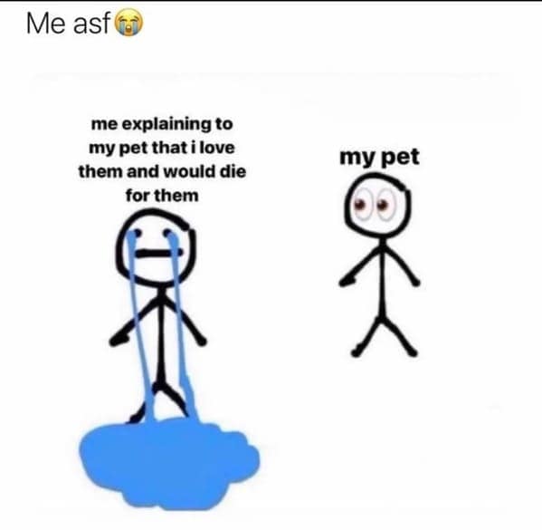 dog memes, pet jokes, doggo memes, anine humor, furry friends, pup memes, doggo humor, tail-wagging jokes