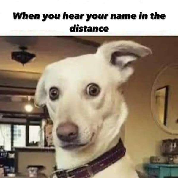 dog memes, pet jokes, doggo memes, anine humor, furry friends, pup memes, doggo humor, tail-wagging jokes
