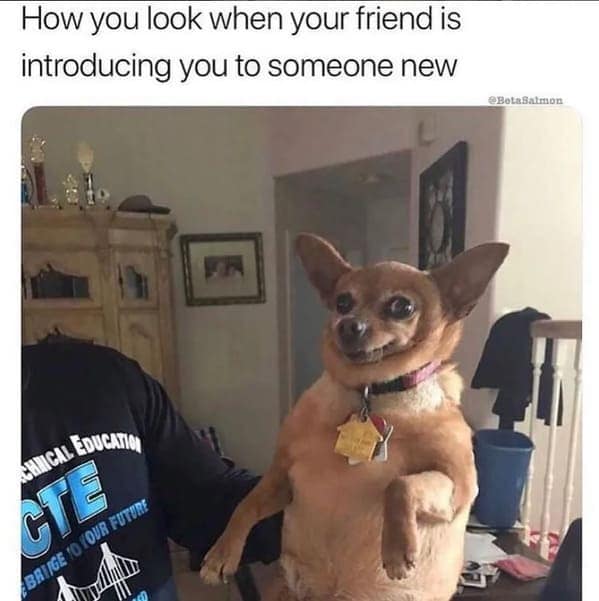 dog memes, pet jokes, doggo memes, anine humor, furry friends, pup memes, doggo humor, tail-wagging jokes