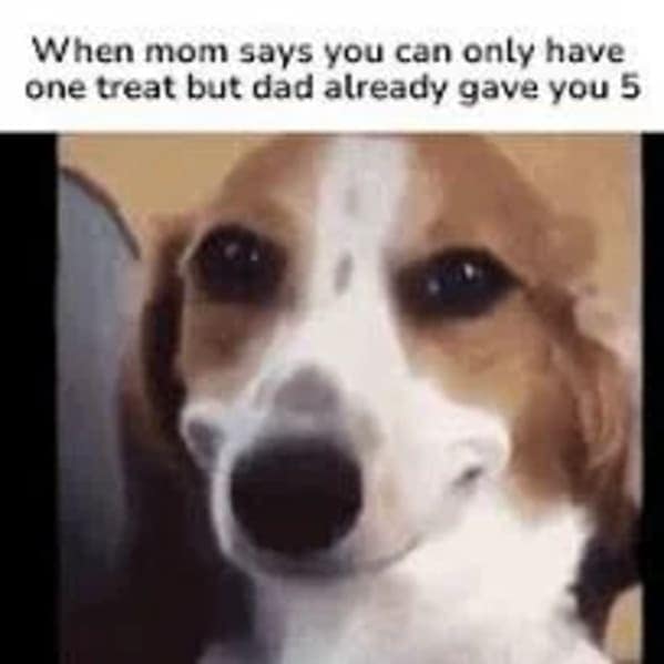 dog memes, pet jokes, doggo memes, anine humor, furry friends, pup memes, doggo humor, tail-wagging jokes