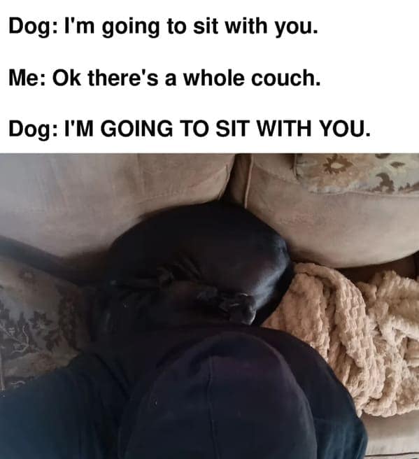 dog memes, pet jokes, doggo memes, anine humor, furry friends, pup memes, doggo humor, tail-wagging jokes