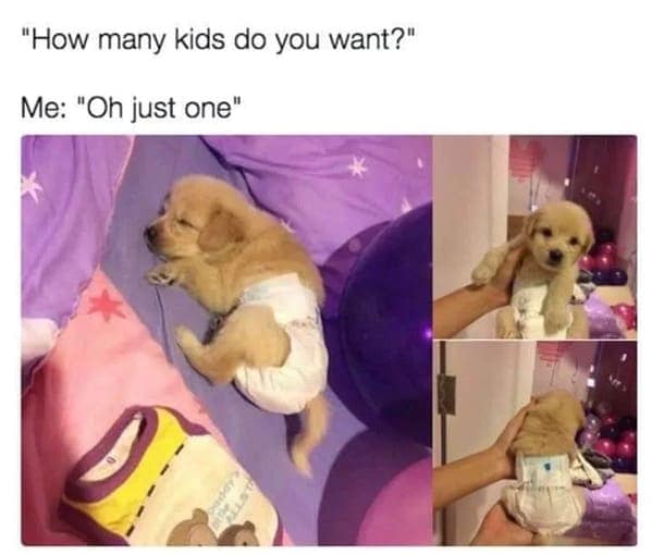 dog memes, pet jokes, doggo memes, anine humor, furry friends, pup memes, doggo humor, tail-wagging jokes