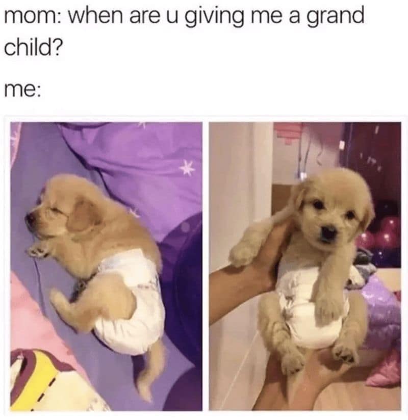 dog memes, doggo memes, funny dog memes, hilarious dog memes, best dog memes, canine memes, pup memes, amusing dog memes