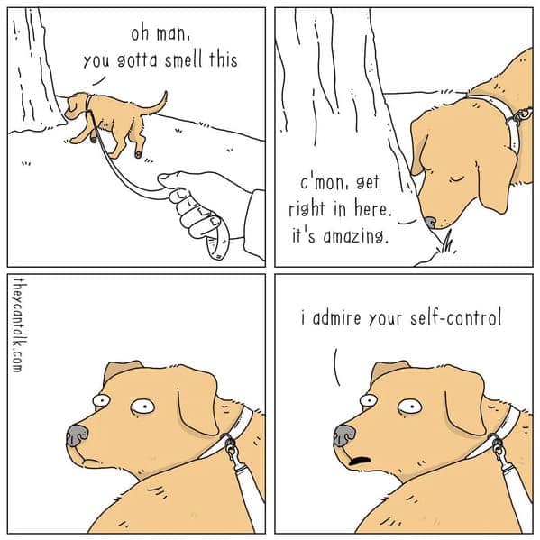 dog memes, pet jokes, doggo memes, anine humor, furry friends, pup memes, doggo humor, tail-wagging jokes