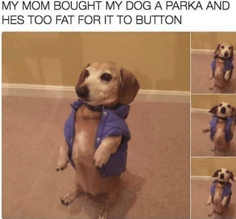 dog memes, doggo memes, funny dog memes, hilarious dog memes, best dog memes, canine memes, pup memes, amusing dog memes