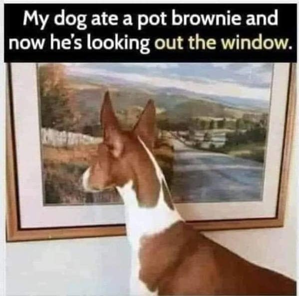 dog memes, pet jokes, doggo memes, anine humor, furry friends, pup memes, doggo humor, tail-wagging jokes